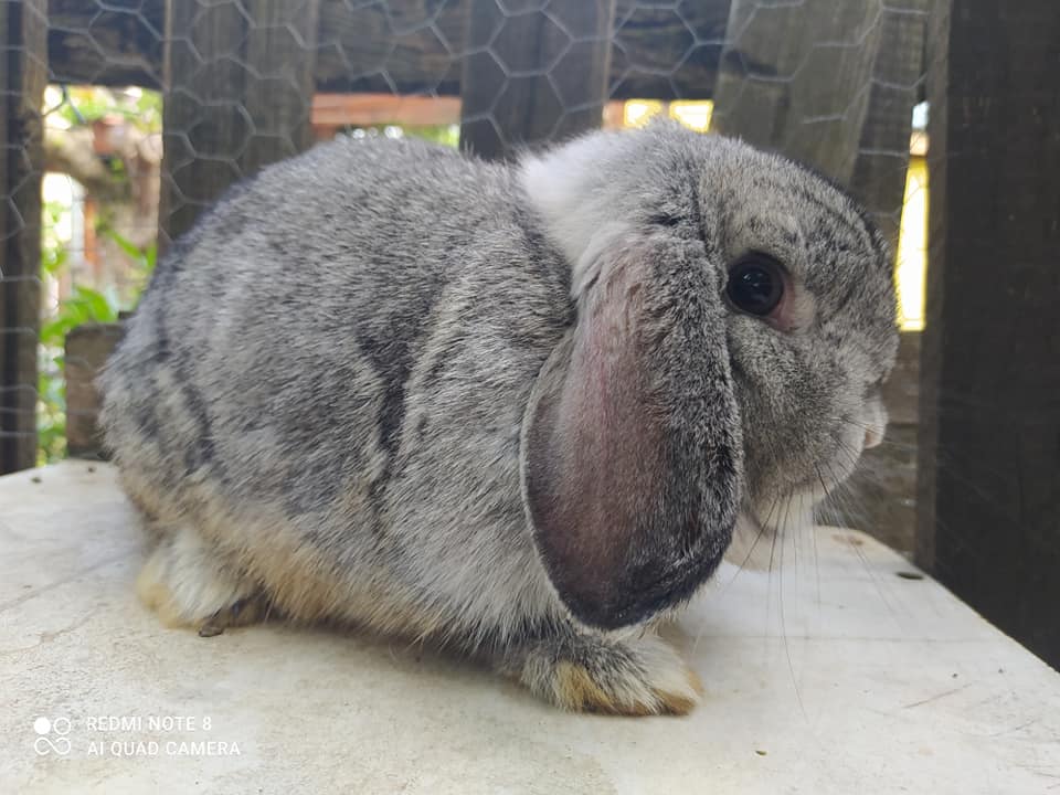 black chinchilla